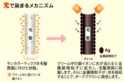 「サンカラーマックス」光で染まるメカニズム